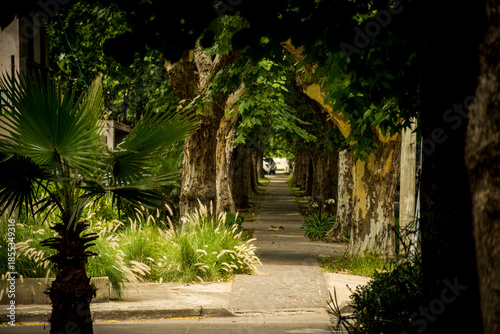 Pasillo de arboles en calle de barrio Urbanismo