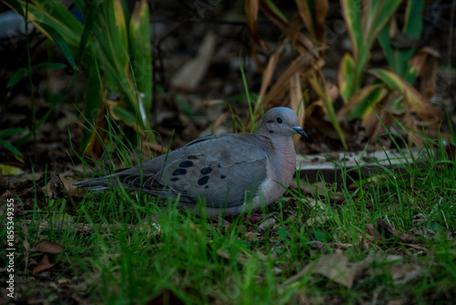 Paloma posada en suelo de césped