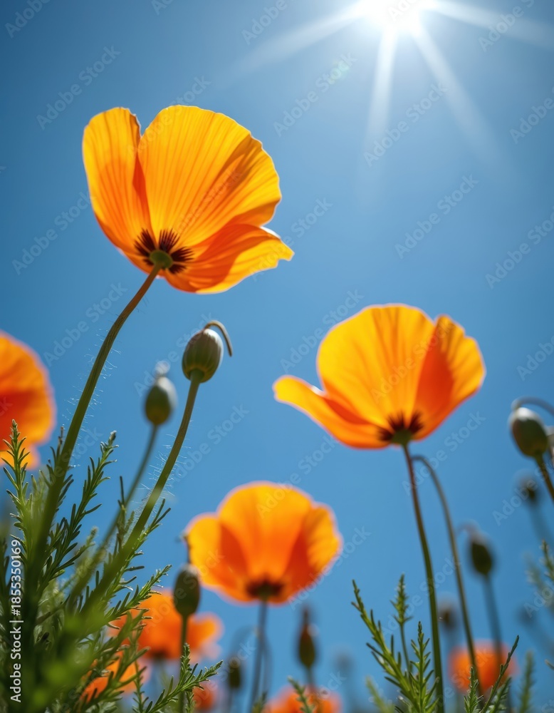 Fototapeta premium Upward view of bright orange California poppies against clear blue sky. Sun shines brightly with visible rays. Green stems and leaves grow upward with flower buds scattered.