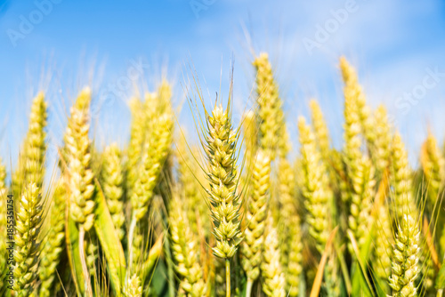 Wheat is growing in the field ,The wheat fields are under the blue sky and white clouds