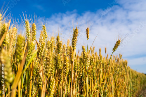 Wheat is growing in the field ,The wheat fields are under the blue sky and white clouds