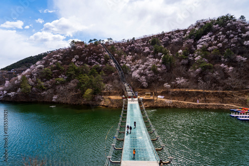 The lake and bridge in spring, with apricot blossoms blooming on both banks.