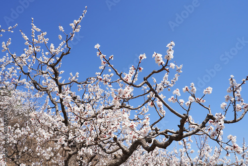 Apricot flowers bloom in spring