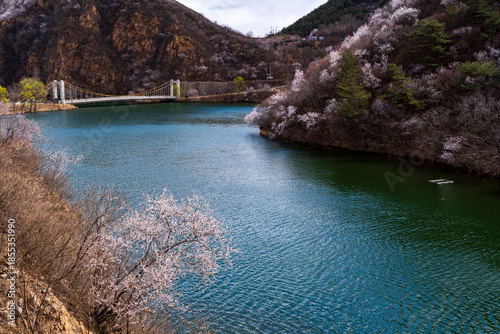 The lake and bridge in spring, with apricot blossoms blooming on both banks.