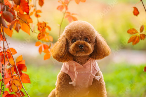 A toy poodle in autumn