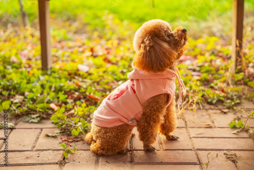 A toy poodle in autumn