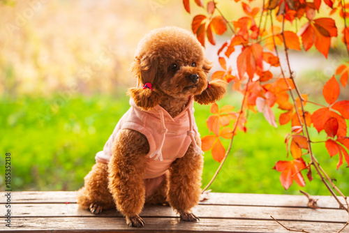 A toy poodle in autumn