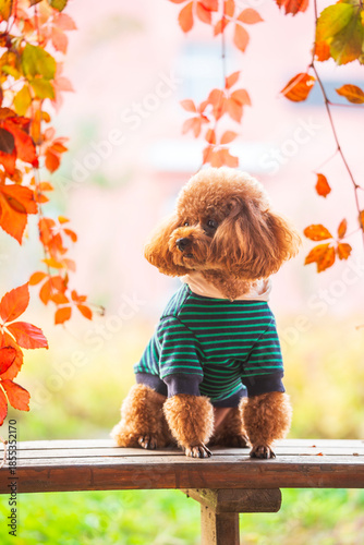 A toy poodle in autumn