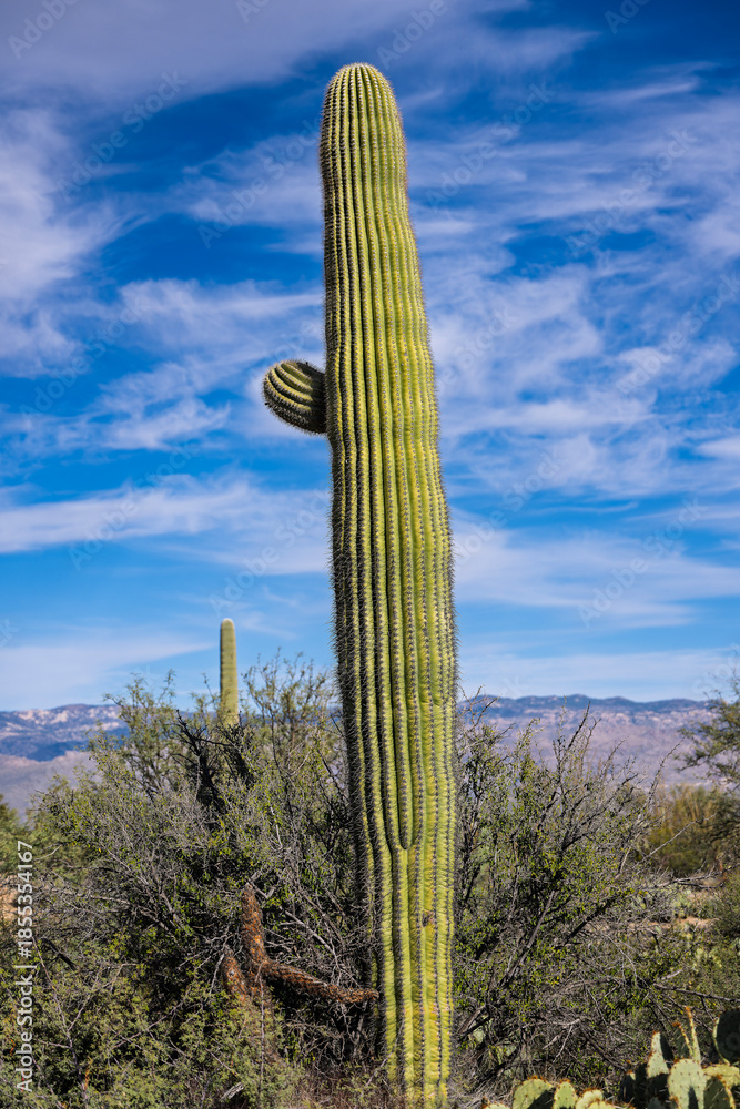 Fototapeta premium Sonoran desert landscape in southern Arizona