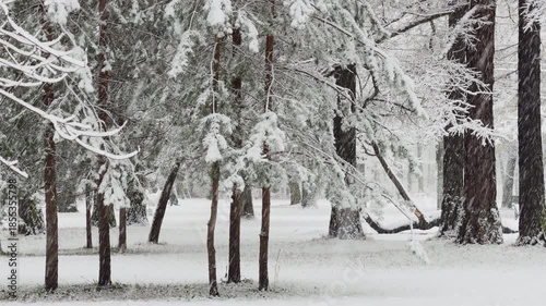 it is snowing heavily in the park, large flakes of snow are slowly falling on tree branches, people are walking dogs, elderly people are doing Nordic walking with sticks