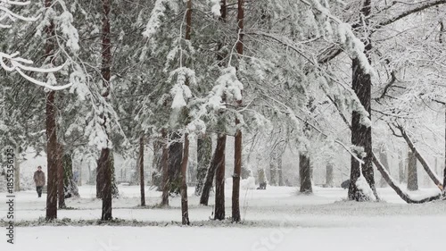 it is snowing heavily in the park, large flakes of snow are slowly falling on tree branches, people are walking dogs, elderly people are doing Nordic walking with sticks