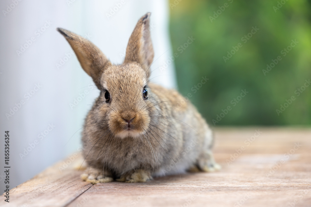 Obraz premium Healthy Lovely bunny easter fluffy white rabbit, new born baby rabbit on green garden nature with colorful flower background. The Easter white hares. Close - up of a rabbit. Symbol of easter day. 