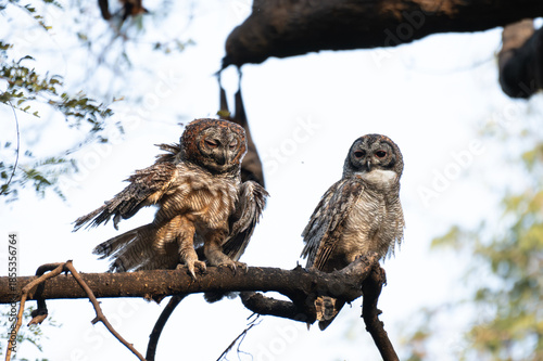 A Pair of Mottled owls perched on a tree branch in a forest. Detailed close up of a wild nocturnal bird in its natural habitat with a blurred green and light blue background.