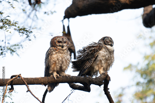 A Pair of Mottled owls perched on a tree branch in a forest. Detailed close up of a wild nocturnal bird in its natural habitat with a blurred green and light blue background.