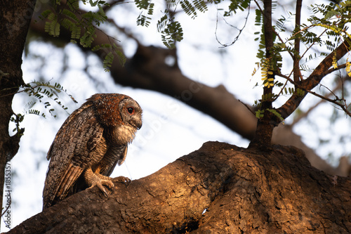 A Mottled owl perched on a tree branch in a forest. Detailed close up of a wild nocturnal bird in its natural habitat with a blurred green and light blue background.
