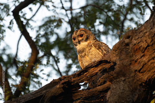 A Mottled owl perched on a tree branch in a forest. Detailed close up of a wild nocturnal bird in its natural habitat with a blurred green and light blue background.