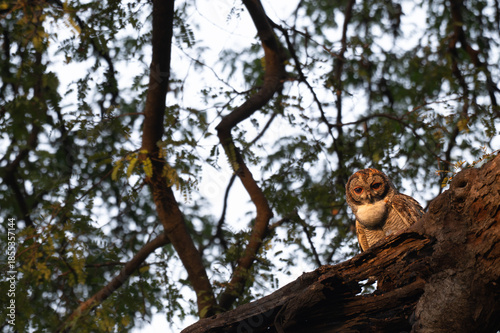 A Mottled owl perched on a tree branch in a forest. Detailed close up of a wild nocturnal bird in its natural habitat with a blurred green background.