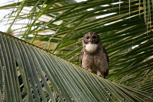 A  Mottled owl perched on a coconut tree branch in a forest. Detailed close up of a wild nocturnal bird in its natural habitat with coconut tree leaves green background.