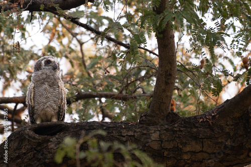 A Cute Baby Mottled owl perched on a tree branch in a forest. Detailed close up of a wild nocturnal bird in its natural habitat with a blurred green background.