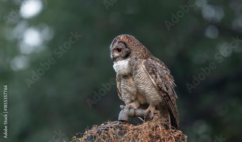 A Mottled owl perched on a pipe  in a forest. Detailed close up of a wild nocturnal bird in its natural habitat with a blurred green and bokeh blue background.