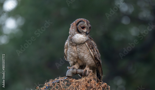 A Mottled owl perched on a pipe  in a forest. Detailed close up of a wild nocturnal bird in its natural habitat with a blurred green and bokeh blue background.