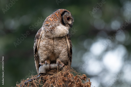 A Mottled owl perched on a pipe  in a forest. Detailed close up of a wild nocturnal bird in its natural habitat with a blurred green and bokeh blue background.
