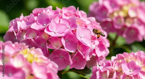 Delicate pink hydrangea blossoms with a visiting bee collecting nectar in a garden setting