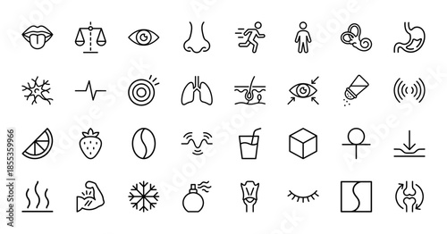 Human senses and anatomy line icon set. Vector pictograms of taste, smell, vision, hearing, touch, lungs, stomach, heart, muscles, and nerves, thin outline illustration.