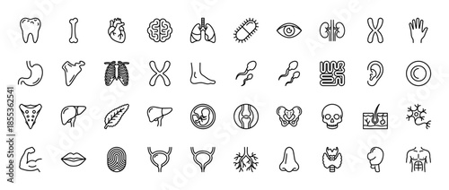 Human anatomy and medical line icon set. Vector pictograms of brain, heart, lungs, stomach, kidney, liver, skull, bone, and DNA, black thin outline illustration.