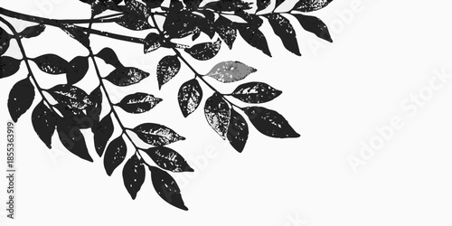 A delicate branch with dark leaves against a bright white background