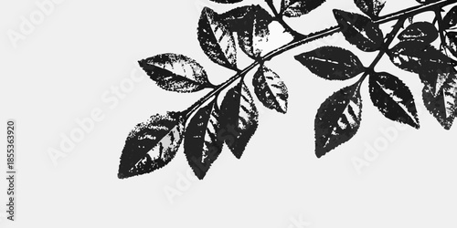 A delicate branch with several dark leaves against a bright white background