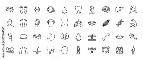 Human anatomy medical line icon set. Vector pictograms of heart, brain, lungs, stomach, kidney, skeleton, eye, tooth, and internal organs, thin outline illustration.