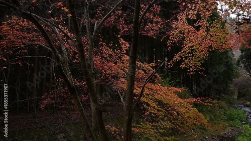 紅葉の色づいた鞍馬の山間を走る900系展望列車きらら （叡山電鉄 鞍馬線 貴船口 - 鞍馬, 2025年12月）