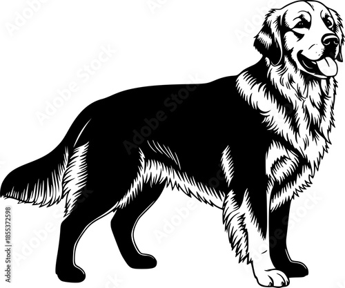 golden Retriever in black and white animal illustration
