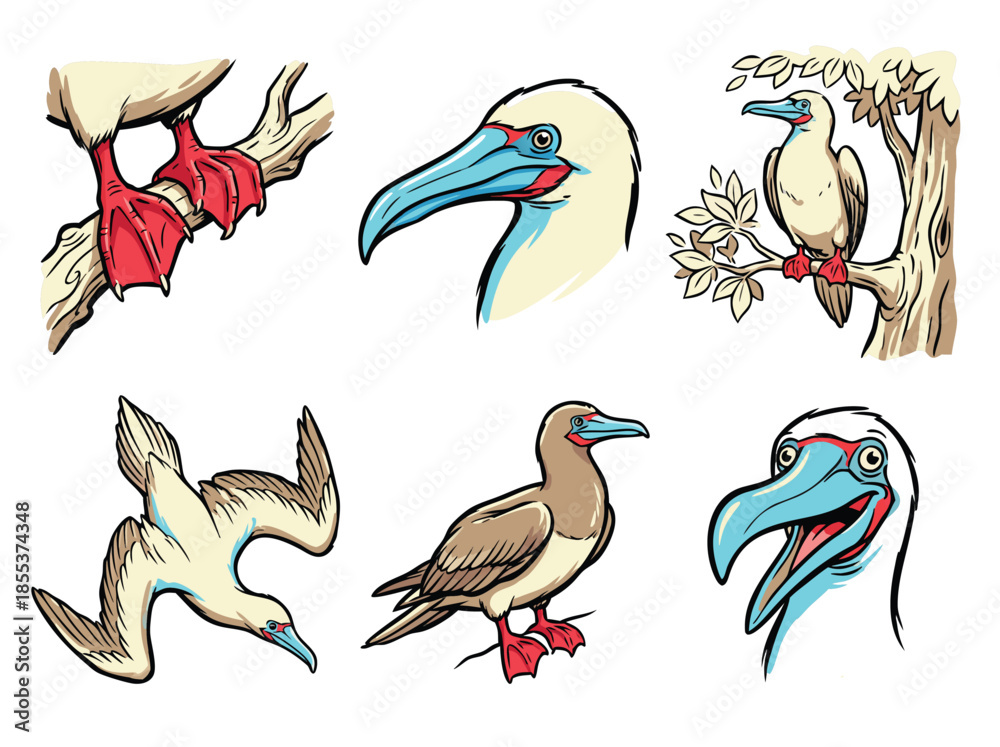 Fototapeta premium Illustration of a Booby Bird in Various Poses and Details.