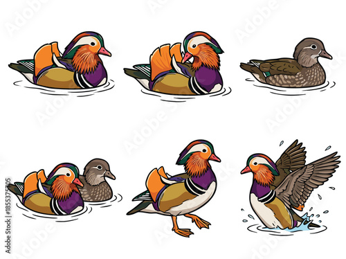 Mandarin Ducks in Various Poses and Activities.