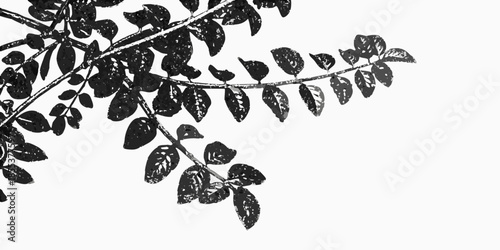 A delicate branch with dark green leaves against a stark white background