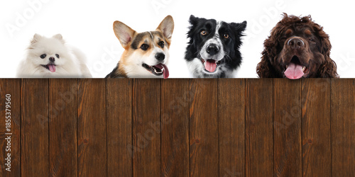 Canvas Print Cute dogs looking out of wooden fence on white background