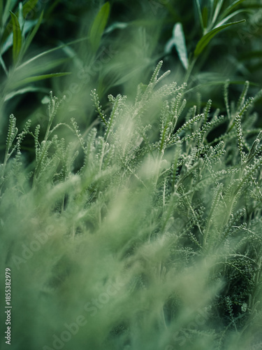 Green plant foliage