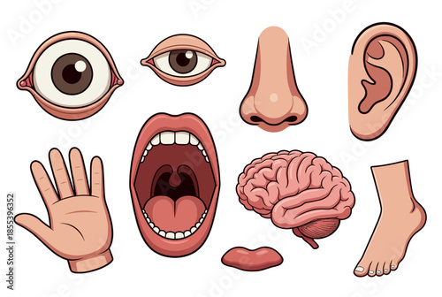 Collection of Cartoon Human Body Parts Depicting Senses and a Brain