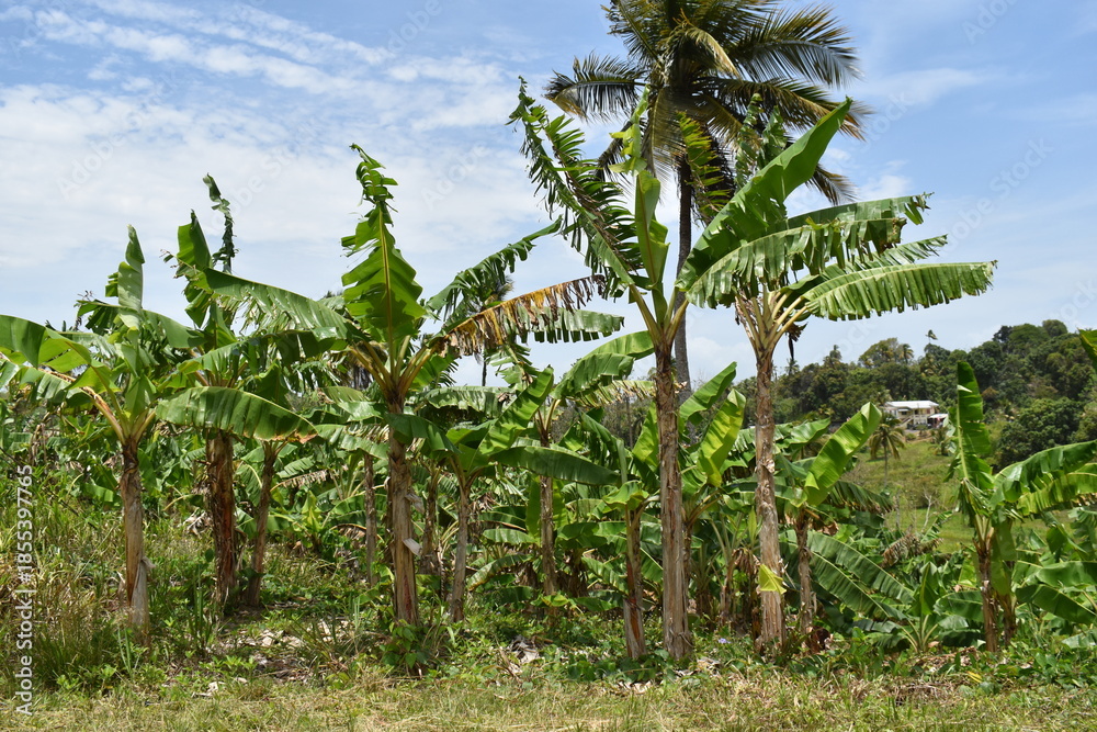 Fototapeta premium A grove of banana plants in a banana plantation in Cedros, Trinidad and Tobago. These are large herbaceous flowering plants belonging to the genus Musa. 