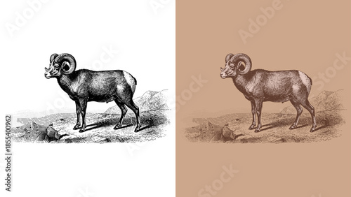 Cuadro en lienzo Vintage Etching/Engraving Vector Illustration of a Bighorn Sheep