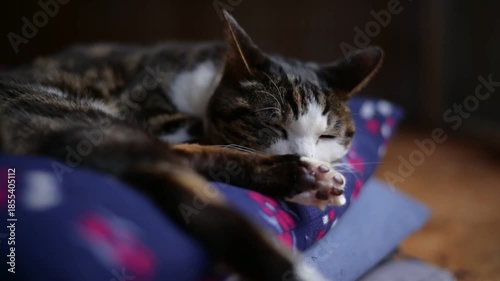 座布団の上でしっぽを振りながら日向ぼっこをするキジ猫