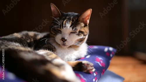 座布団の上でしっぽを振りながら日向ぼっこをするキジ猫