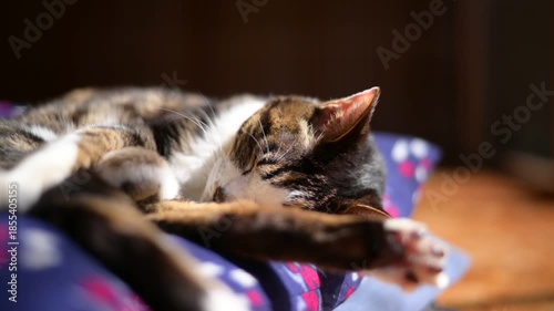 座布団の上でしっぽを振りながら日向ぼっこをするキジ猫