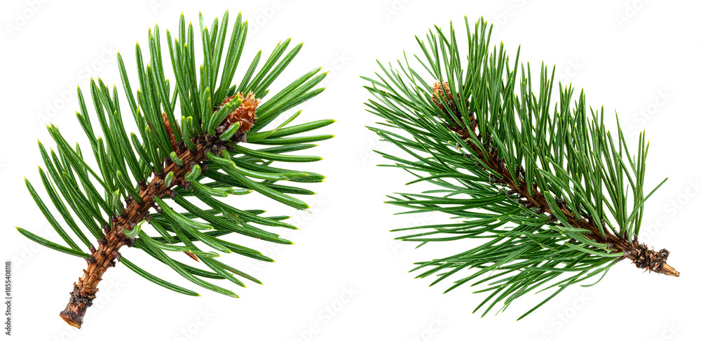 Naklejka premium group of green pine branch isolated on white background