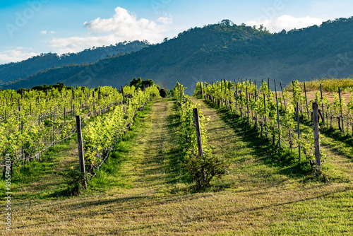 Rural Thailand Farmland Mixed Images 