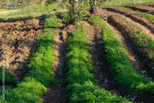 Rural Thailand Farmland Mixed Images 