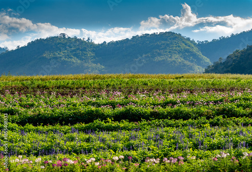 Rural Thailand Farmland Mixed Images 