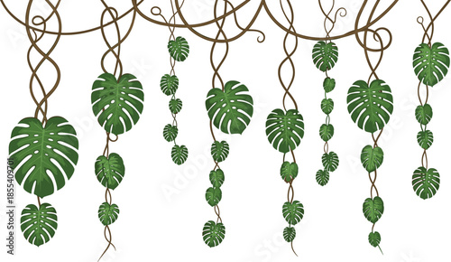 Tropical Jungle Hanging Vines with Monstera Deliciosa Leaves and Lianas Border Isolated on White Background for Exotic Summer Graphic Design Elements